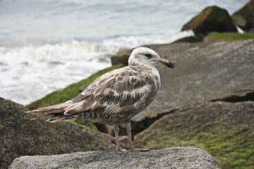 Coney Island