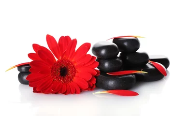 Papier Peint photo Rouge, noir, blanc Pierres de spa, fleur rouge et pétales isolés sur blanc