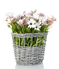 bouquet of beautiful summer flowers in wicker vase, isolated