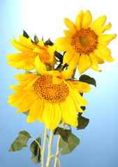 Naklejka premium beautiful sunflowers, on blue background