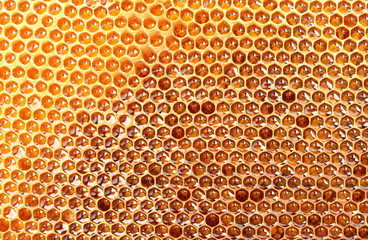 yellow beautiful honeycomb with honey, background