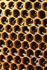 yellow beautiful honeycomb with honey, background