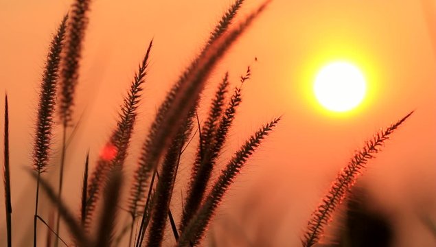 Grass in sunset