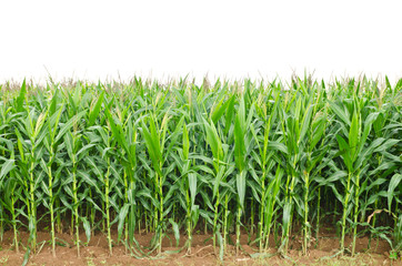 A green field of corn