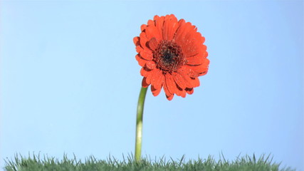Rain falling in super slow motion on an orange gerbera - Powered by Adobe