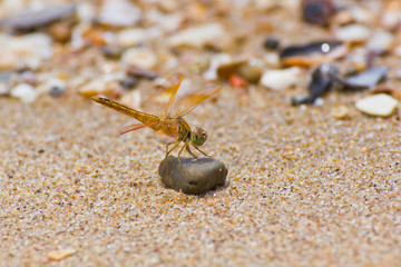 dragonfly