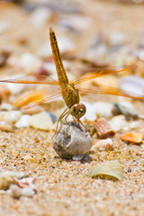 dragonfly
