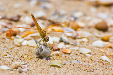 dragonfly