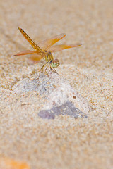 dragonfly