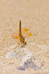 dragonfly
