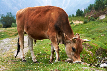 Brown cow on pasture