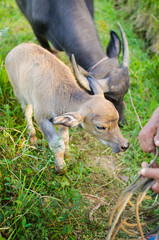 Buffalo in the farmland