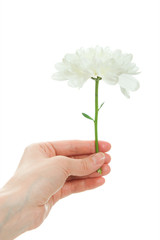 Hand holding white chrysanthemum