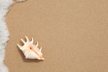 seashell top view on the sand of beach
