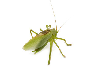 grasshopper