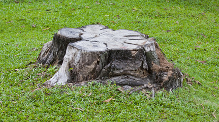 stump