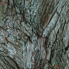 bark of tree texture