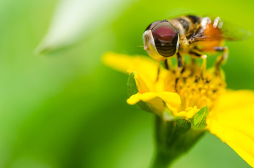 Fruit files or Flower files or hover files macro