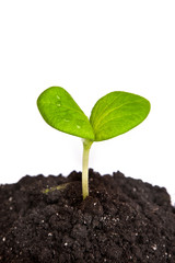 Heap dirt with a green plant sprout isolated