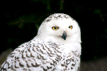 closeup of a snowy owl