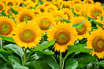 Beautiful yellow sunflower closeup
