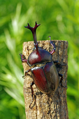 かぶと虫　‐Japanese horned beetle‐