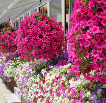 Blumenampel ums Haus