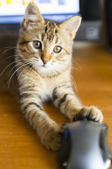 Cat with Mouse