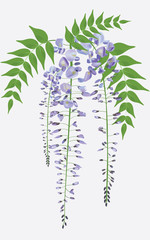 Blooming wisteria branch with leaves, vector illustration