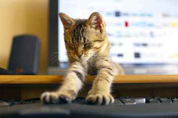 Cat with Keyboard
