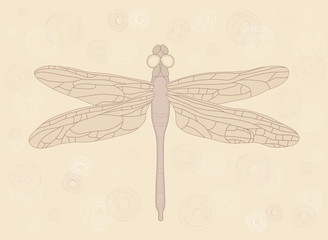 dragonfly