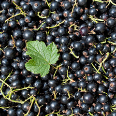 Schwarze Johannisbeeren