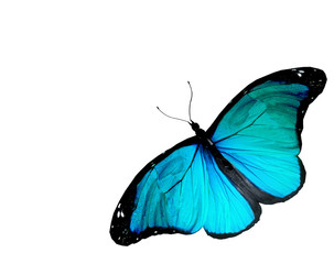 Obraz na płótnie Canvas Turquoise butterfly on white background