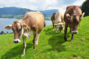 Swiss cows