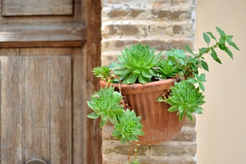 Vaso da parete con piante ornamentali