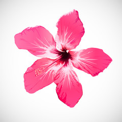 Hibiscus Tropical Flower Vector Art