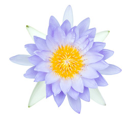 Purple water lily isolated on white