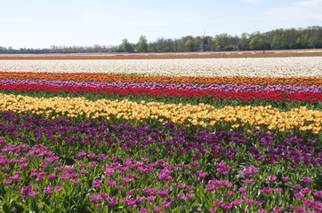 Fototapeta premium Distesa a fasce di tulipani colorati