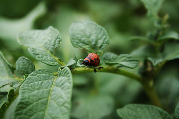 Colorado bug eat potato