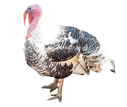 turkey-cock over white