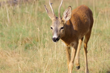 roe deer buck approaching