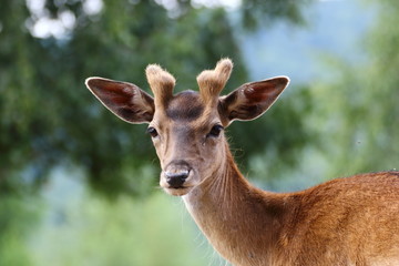 fallow deer stag