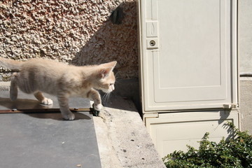 Chaton joue dans l herbe dehors extérieur adorable