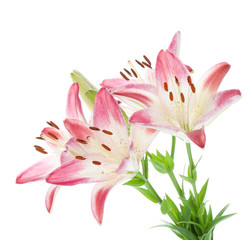 Four pink lily