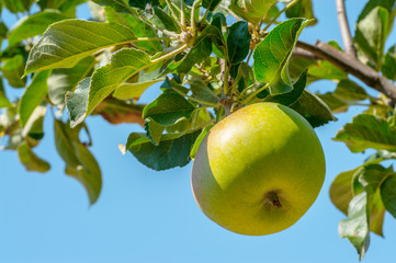 apple on tree