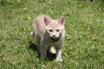 Chaton joue dans l herbe dehors extérieur adorable