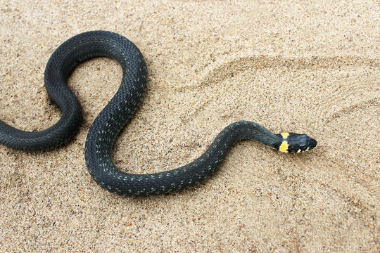 Natrix. Black snake crawling on the sand.