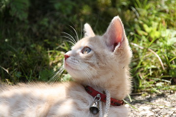 Chaton joue dans l herbe dehors extérieur adorable