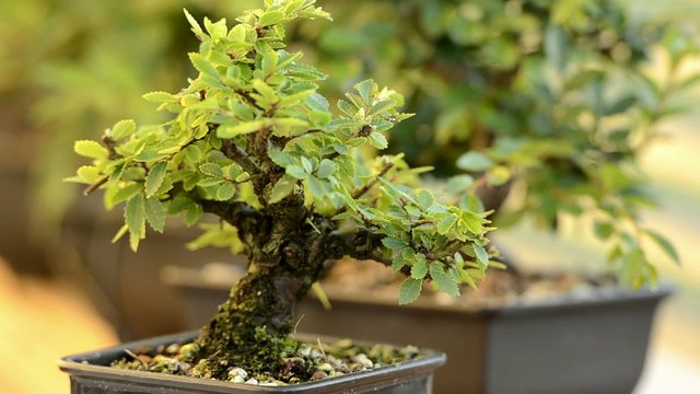 Bonsai-Baum unscharf focusiert