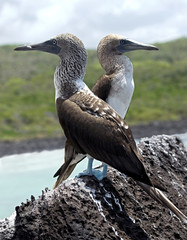 Fou à pieds bleus 1